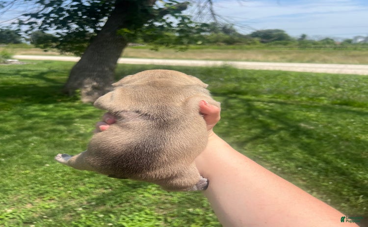 French Bulldog dogs for sale - Ad 1