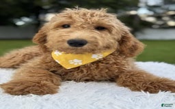 Mini Goldendoodle dogs for sale: Apollo - Image 15