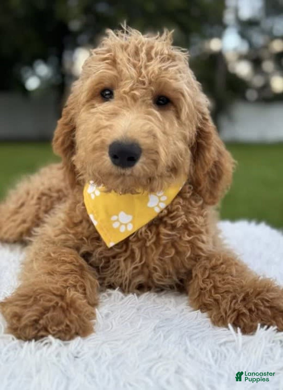 Mini Goldendoodle dogs for sale: Apollo - Image 15