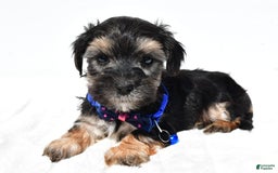 Morkie dogs for sale: Hans - Image 5