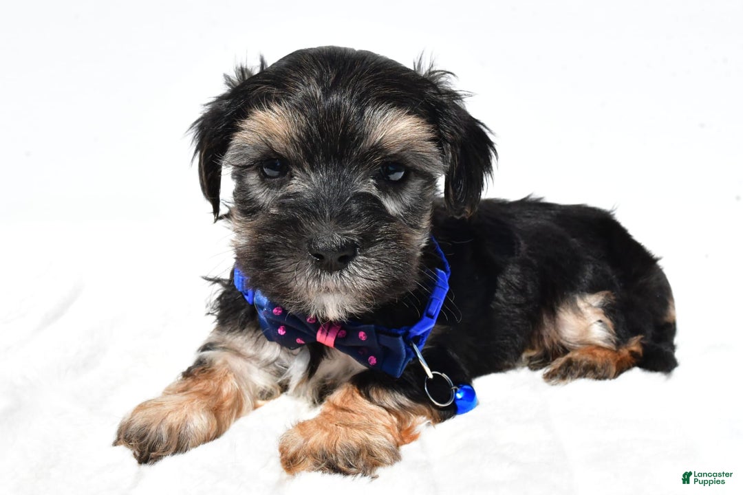 Morkie dogs for sale: Hans - Image 5