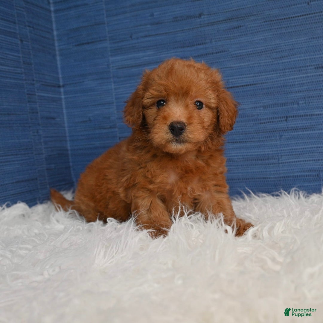 Cavapoo dogs for sale: Dakota - Image 4