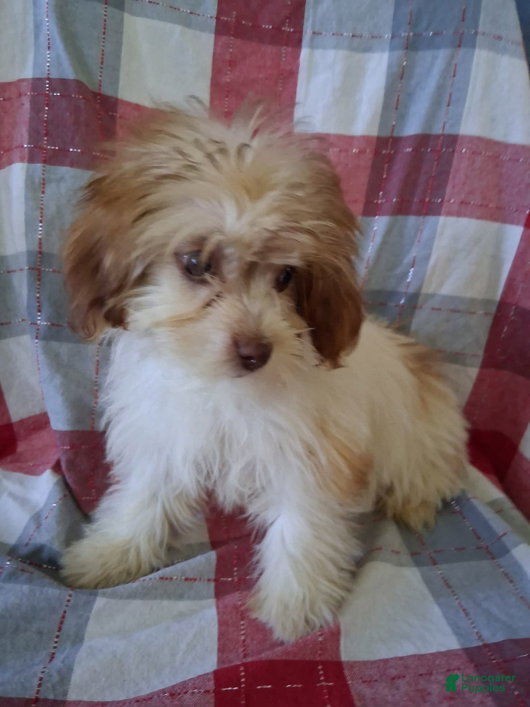 Lhasapoo dogs for sale: Pink Daisy - Image 4