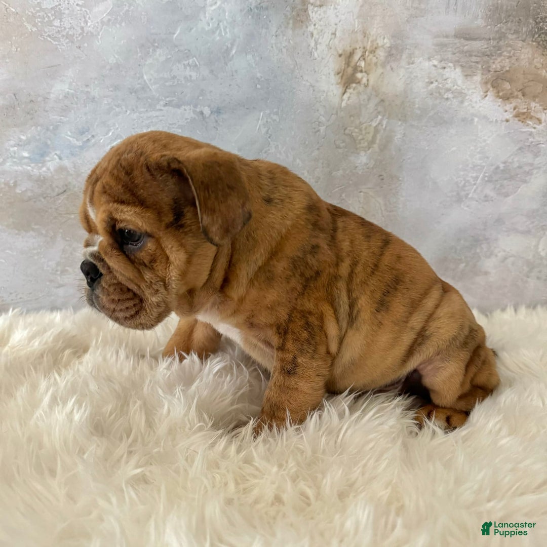 English Bulldog dogs for sale: Ben - Image 5