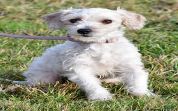 Yochon dogs for sale: Kylie - Image 7