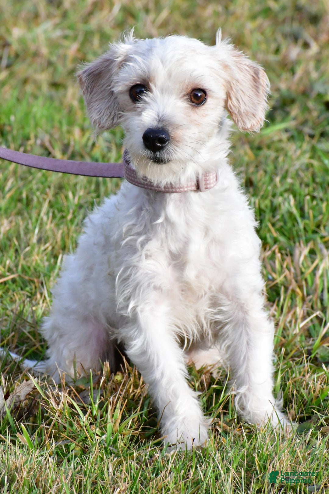 Yochon dogs for sale: Kylie - Image 7