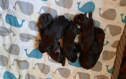 Miniature Schnauzer dogs for sale: Girl2 - Image 14
