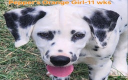 Dalmatian dogs for sale: Peppers Orange Girl - Image 17