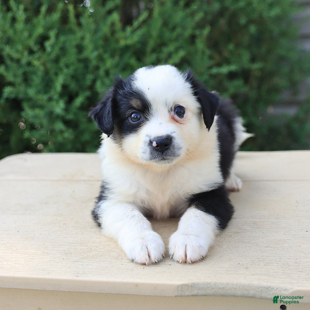 Miniature Australian Shepherd dogs for sale: Miniature Australian Shepherd 8 puppies - Image 3