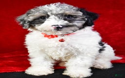Miniature Poodle dogs for sale: Kyler - Image 1