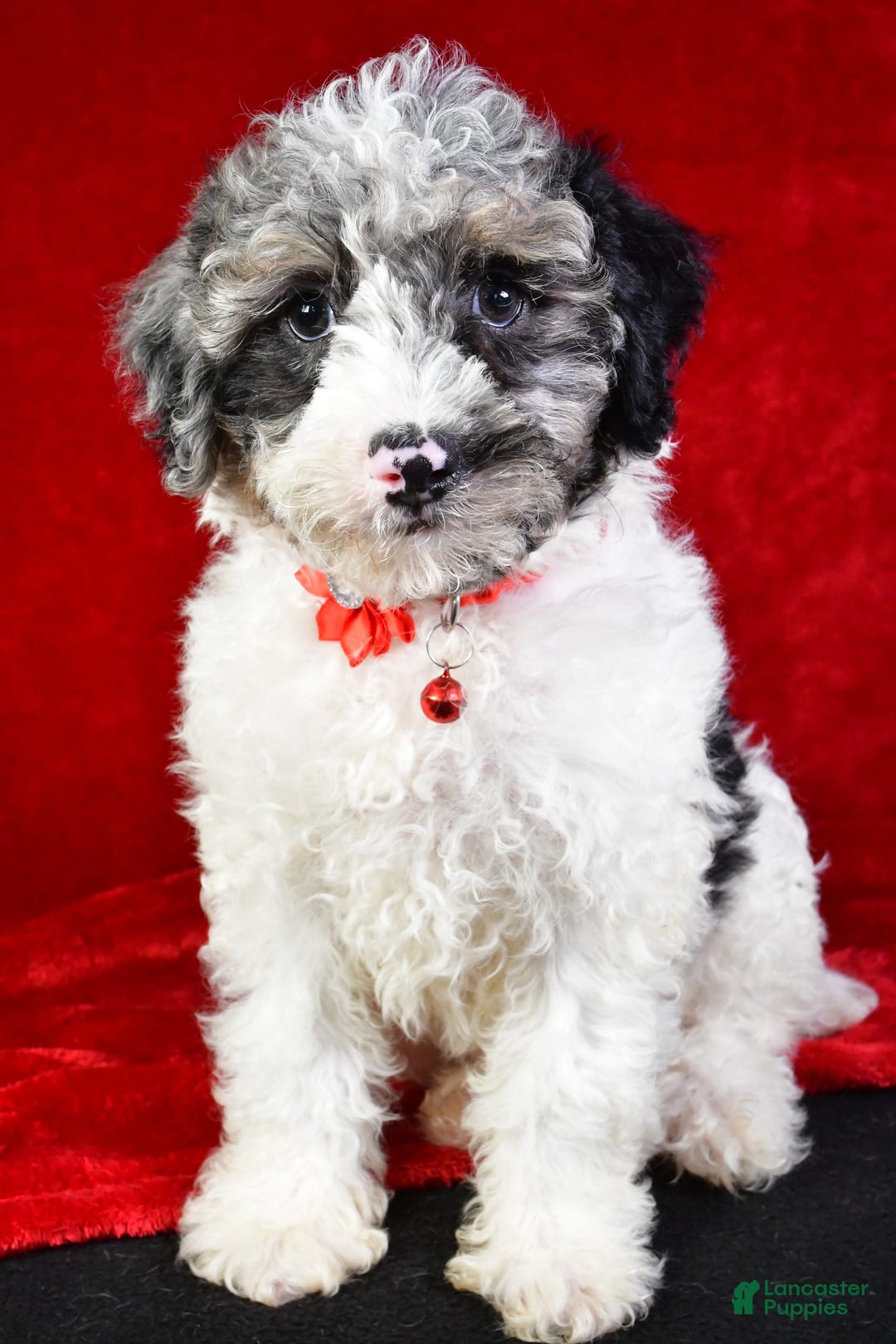 Miniature Poodle dogs for sale: Kyler - Image 1