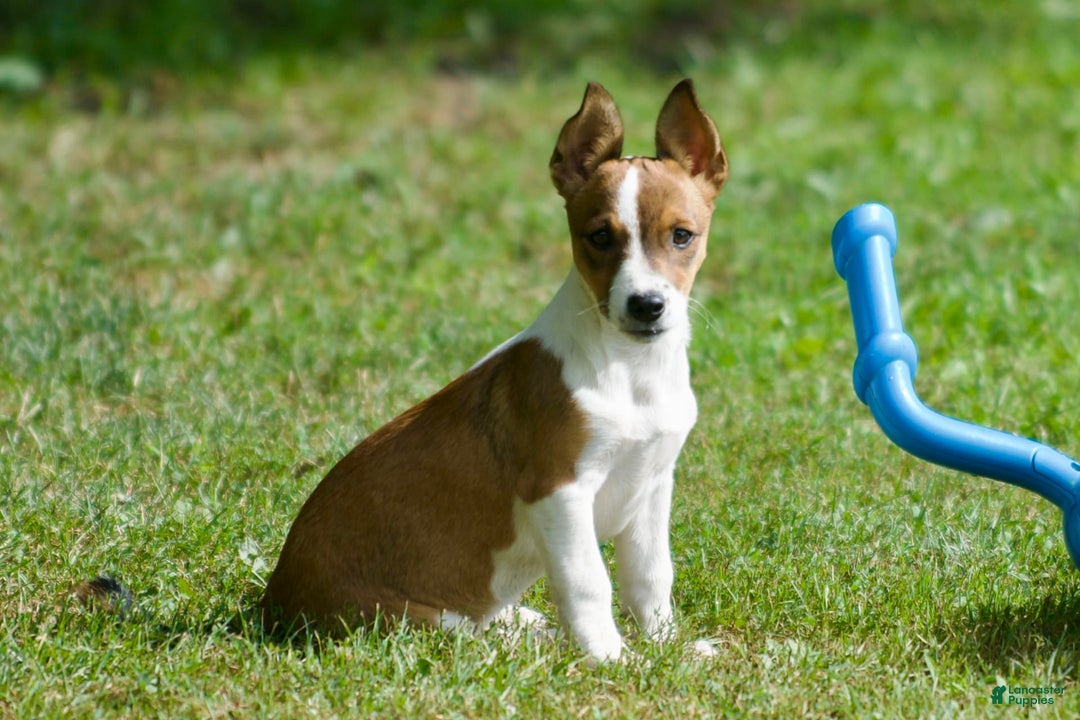 Jack Russell Terrier dogs for sale: Sissy - Image 2