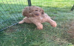 Goldendoodle dogs for sale: Pebbles - Image 2