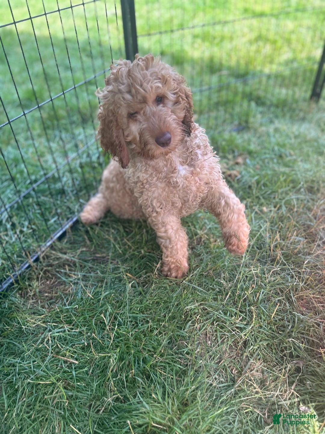 Goldendoodle dogs for sale: Pebbles - Image 2