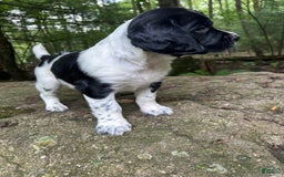 English Springer Spaniel dogs for sale: Rocky - Image 6