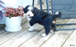 Mini Bernedoodle dogs for sale: Tommy - Image 5