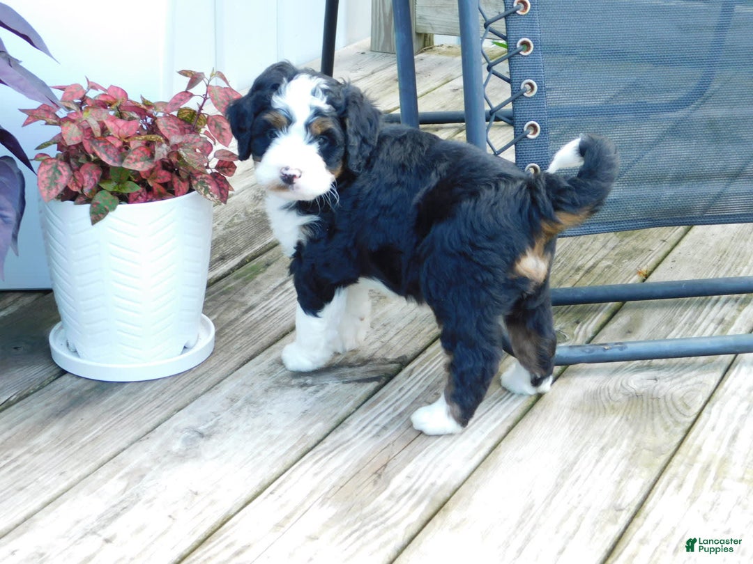 Mini Bernedoodle dogs for sale: Tommy - Image 5