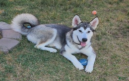 Alaskan Malamute dogs for sale: Mika - Image 2