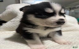 Siberian Husky dogs for sale: J5 - Image 5