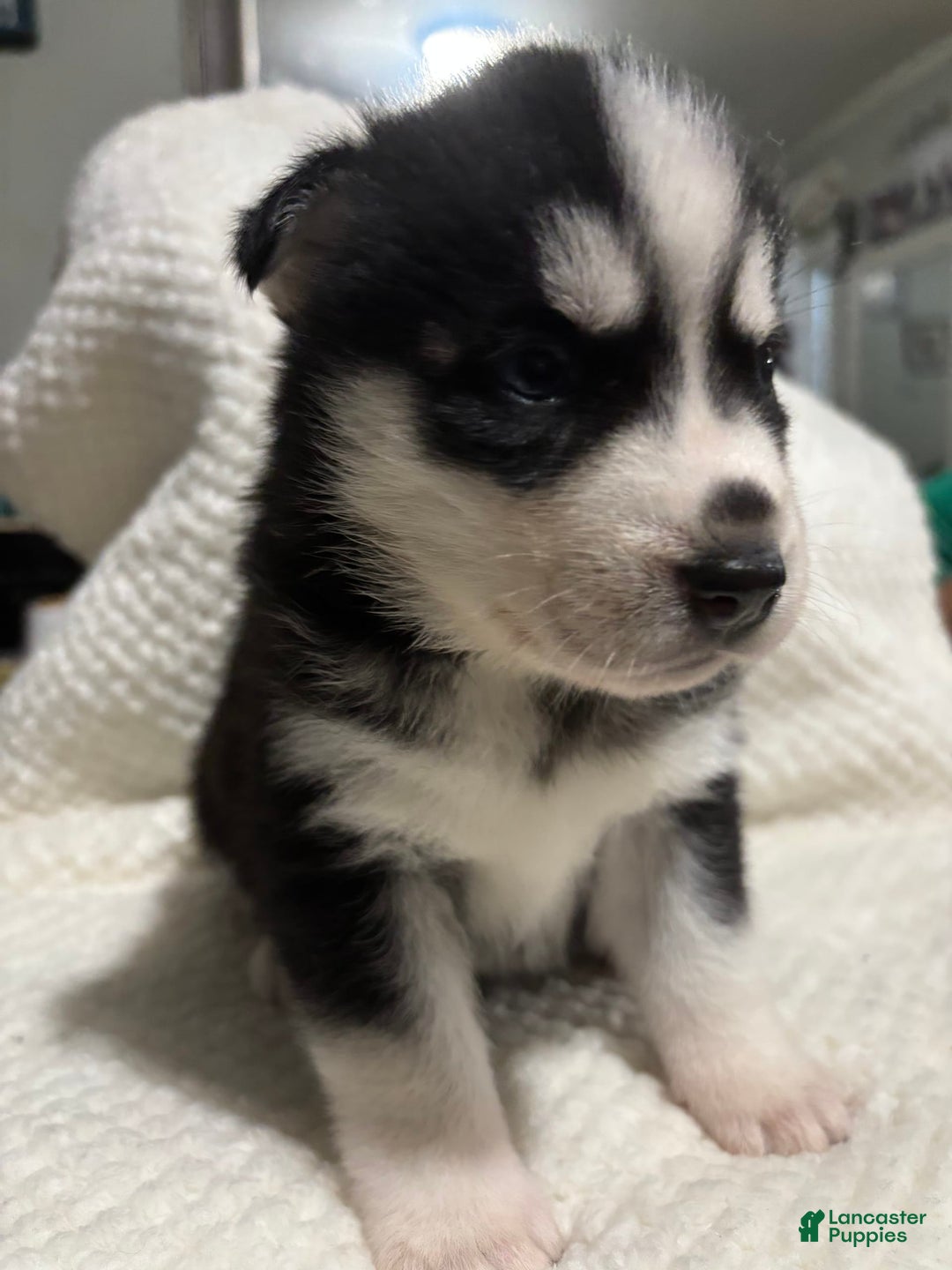 Siberian Husky dogs for sale: J5 - Image 5
