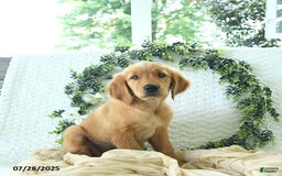 Golden Retriever dogs for sale: Allie - Image 6