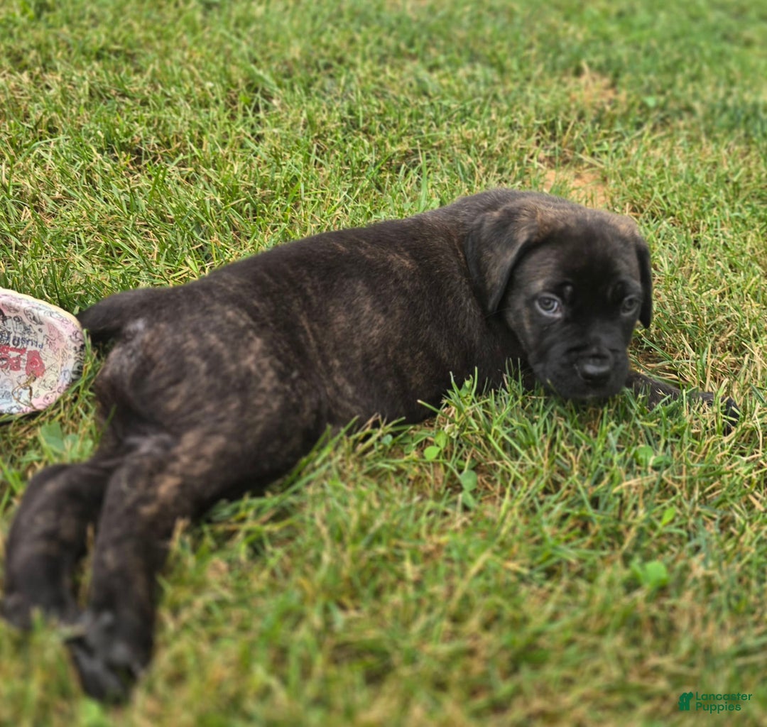 Cane Corso dogs for sale: Bear - Image 3