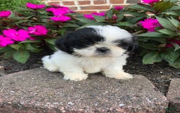 Shih Tzu dogs for sale: Olivia - Image 1
