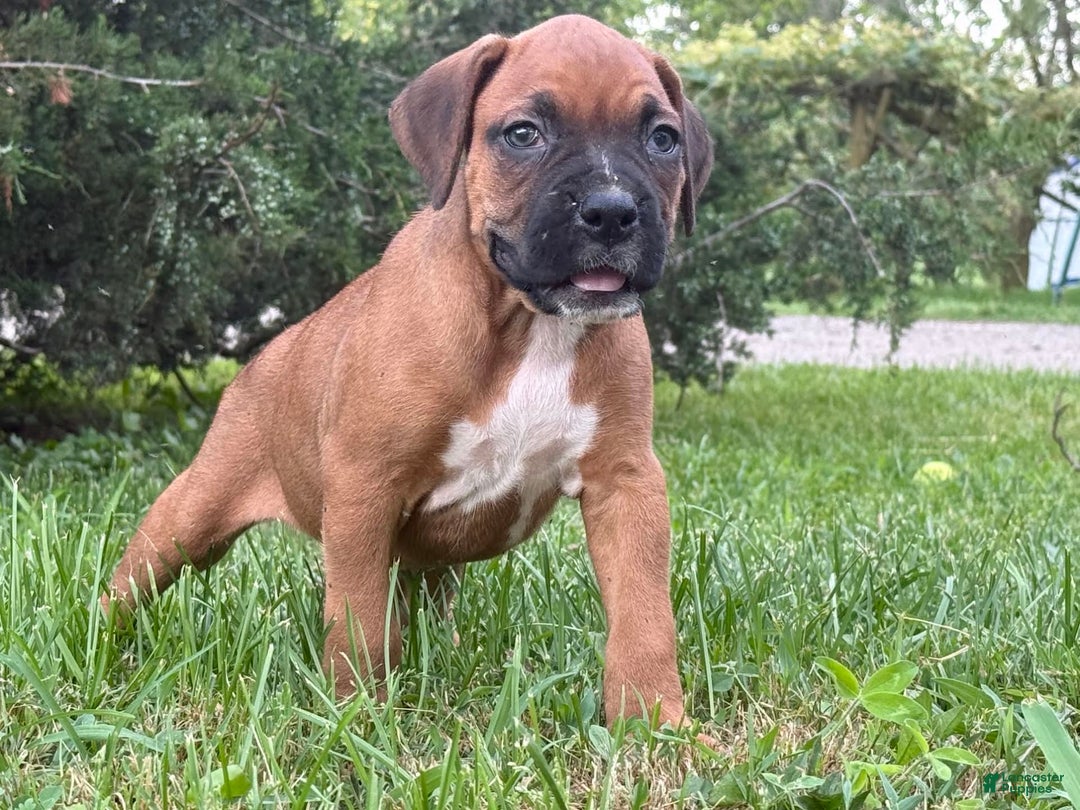 Boxer dogs for sale: Leroy - Image 3
