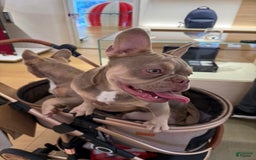French Bulldog dogs for sale: Susu - Image 13