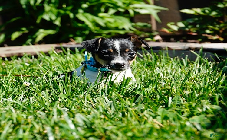 Toy Fox Terrier dogs - Advert 1