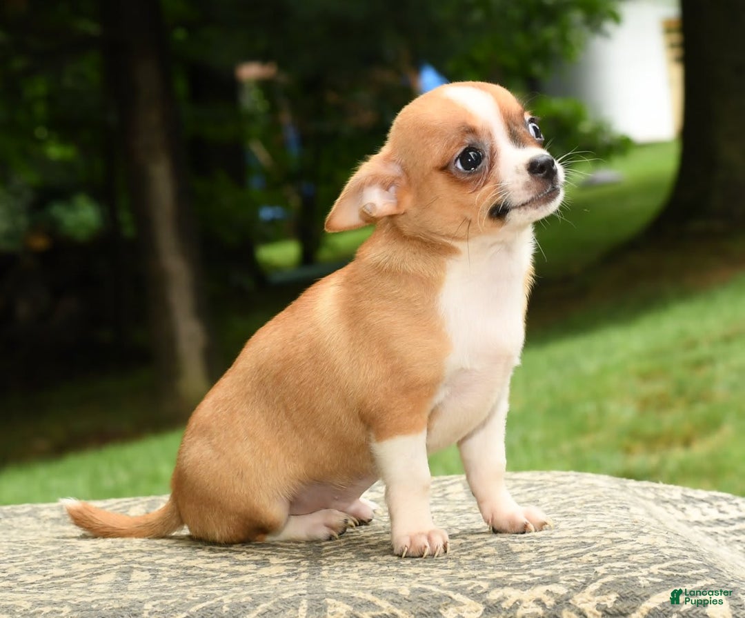Chihuahua dogs for sale: Leo - Image 5