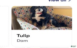 Mini Bernedoodle dogs for sale: Star - Image 18