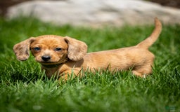Miniature Dachshund dogs for sale: Celebrity - Image 4