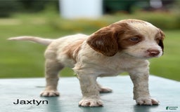 Brittany Spaniel dogs for sale: Jaxtyn - Image 2