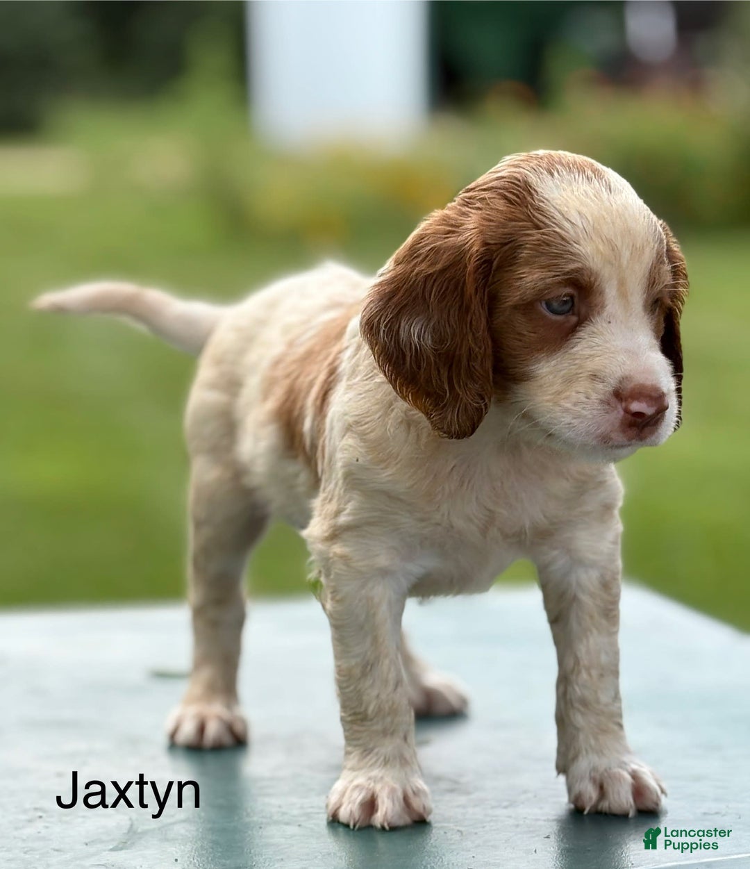 Brittany Spaniel dogs for sale: Jaxtyn - Image 2