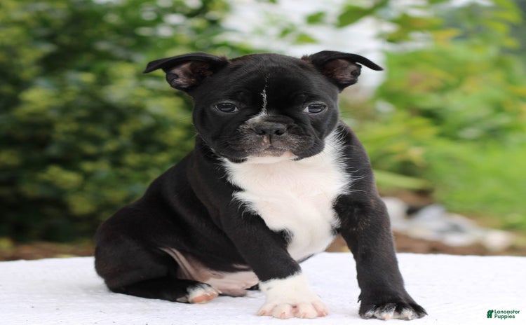 Boston Terrier dogs for sale - Ad 4