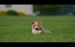 Gerberian Shepsky dogs for sale: Noah - Image 10