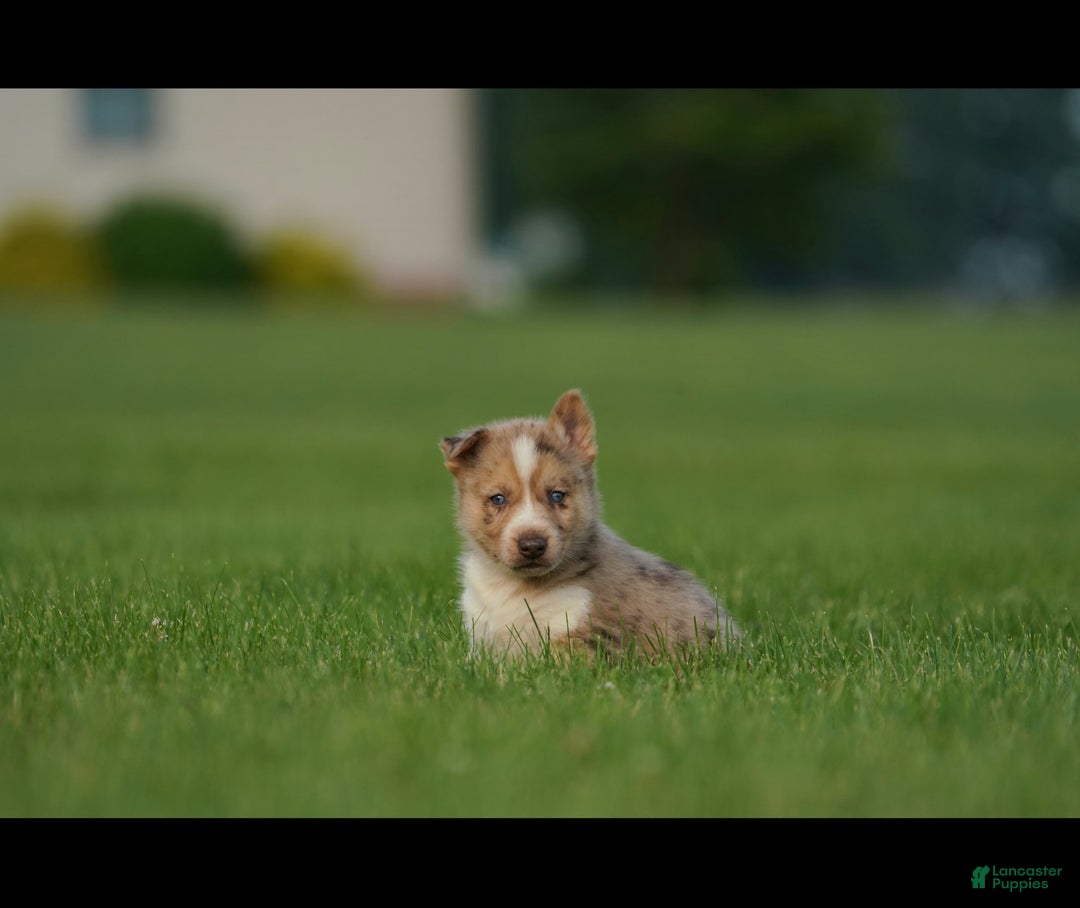 Gerberian Shepsky dogs for sale: Noah - Image 10