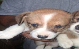 Welsh Corgi Pembroke dogs for sale: Female 1 - Image 1