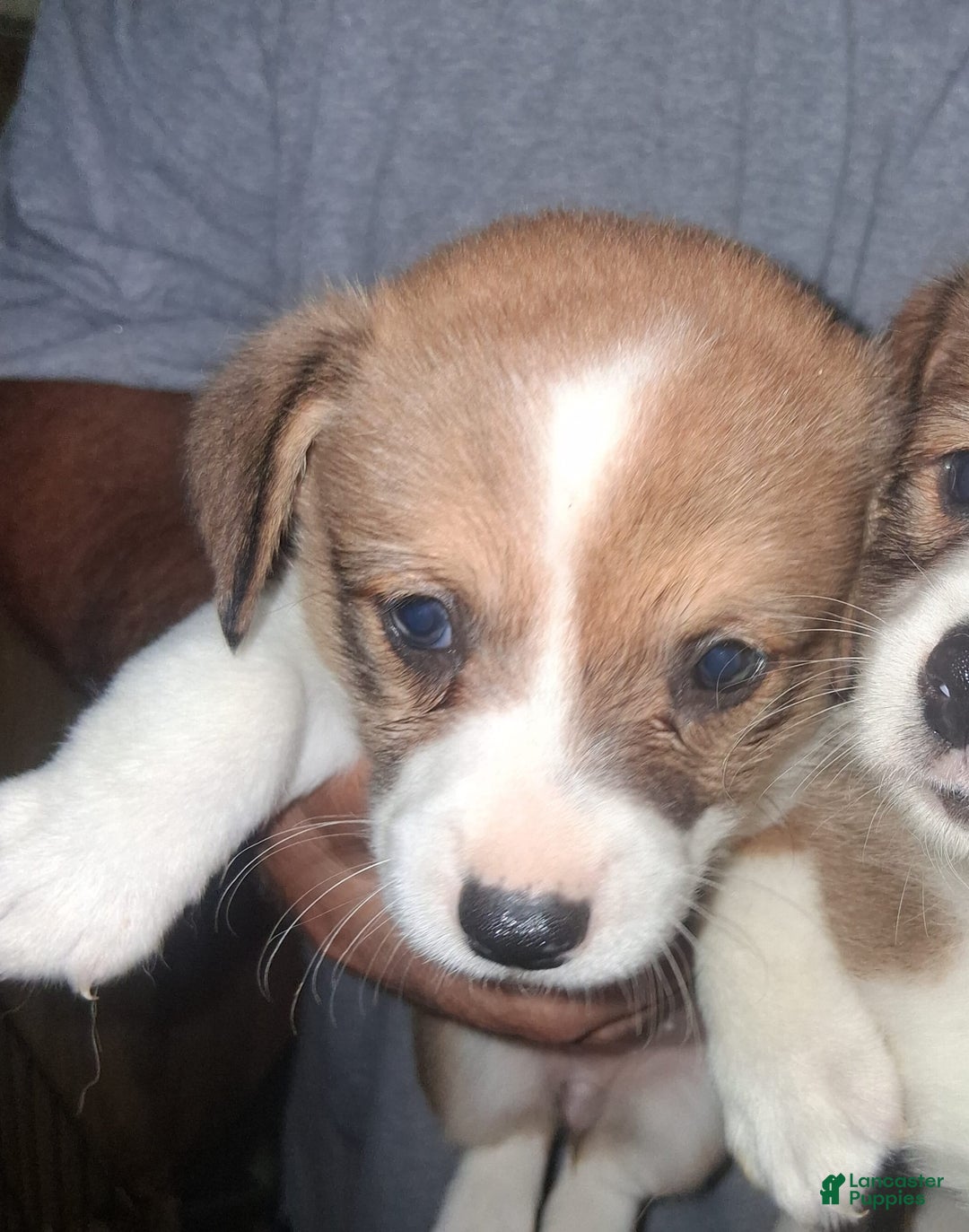 Welsh Corgi Pembroke dogs for sale: Female 1 - Image 1