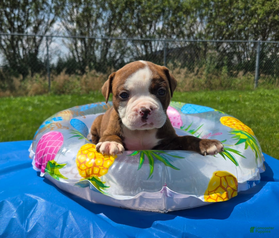 American Bulldog dogs for sale: Miss Honey - Listing for pets: Miss Honey, Matilda, Miss Trenchbell, Harry - Image 6
