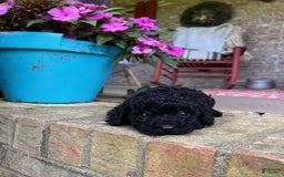 Cavapoo dogs for sale: Rowdy - Image 5