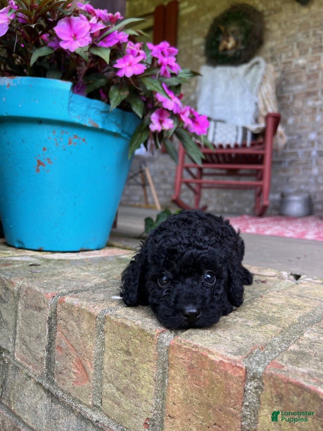 Cavapoo dogs for sale: Rowdy - Image 5