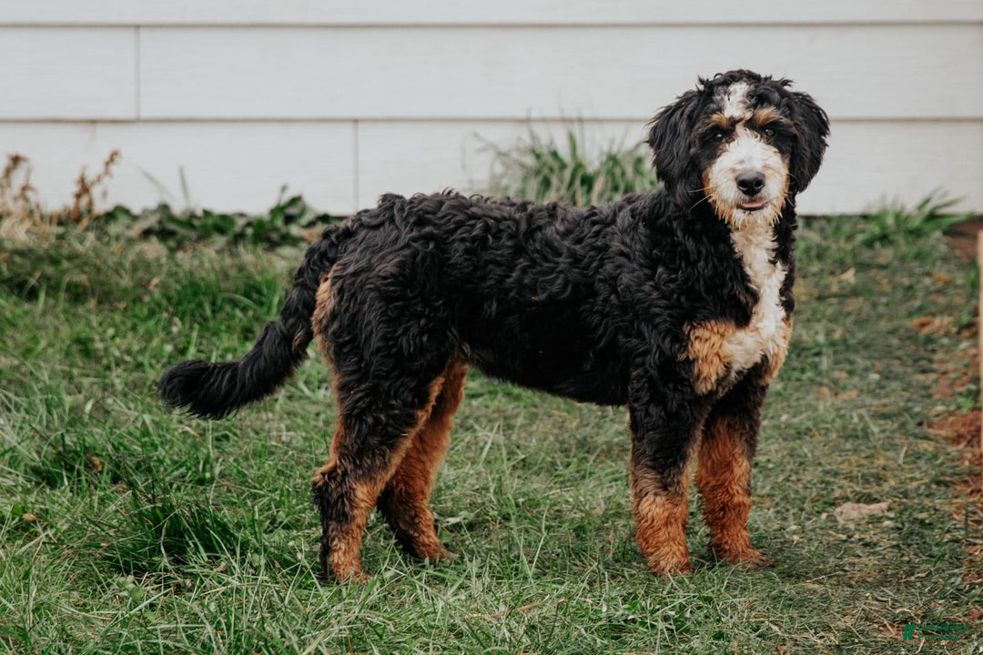 Mini Bernedoodle dogs for sale: Myles - Image 6