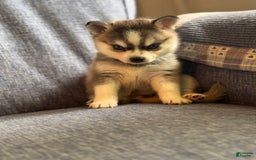 Alaskan Klee Kai dogs for sale: Blue Katie - Image 5