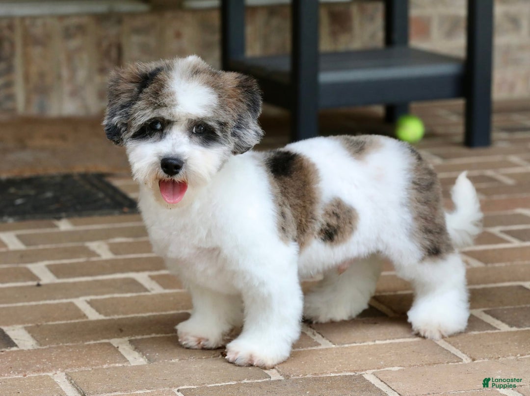 Shihpoo dogs for sale: Leo - Image 2