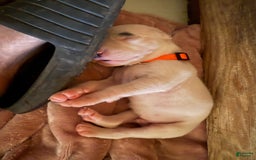Dogo Argentino dogs for sale: M4 - Image 2