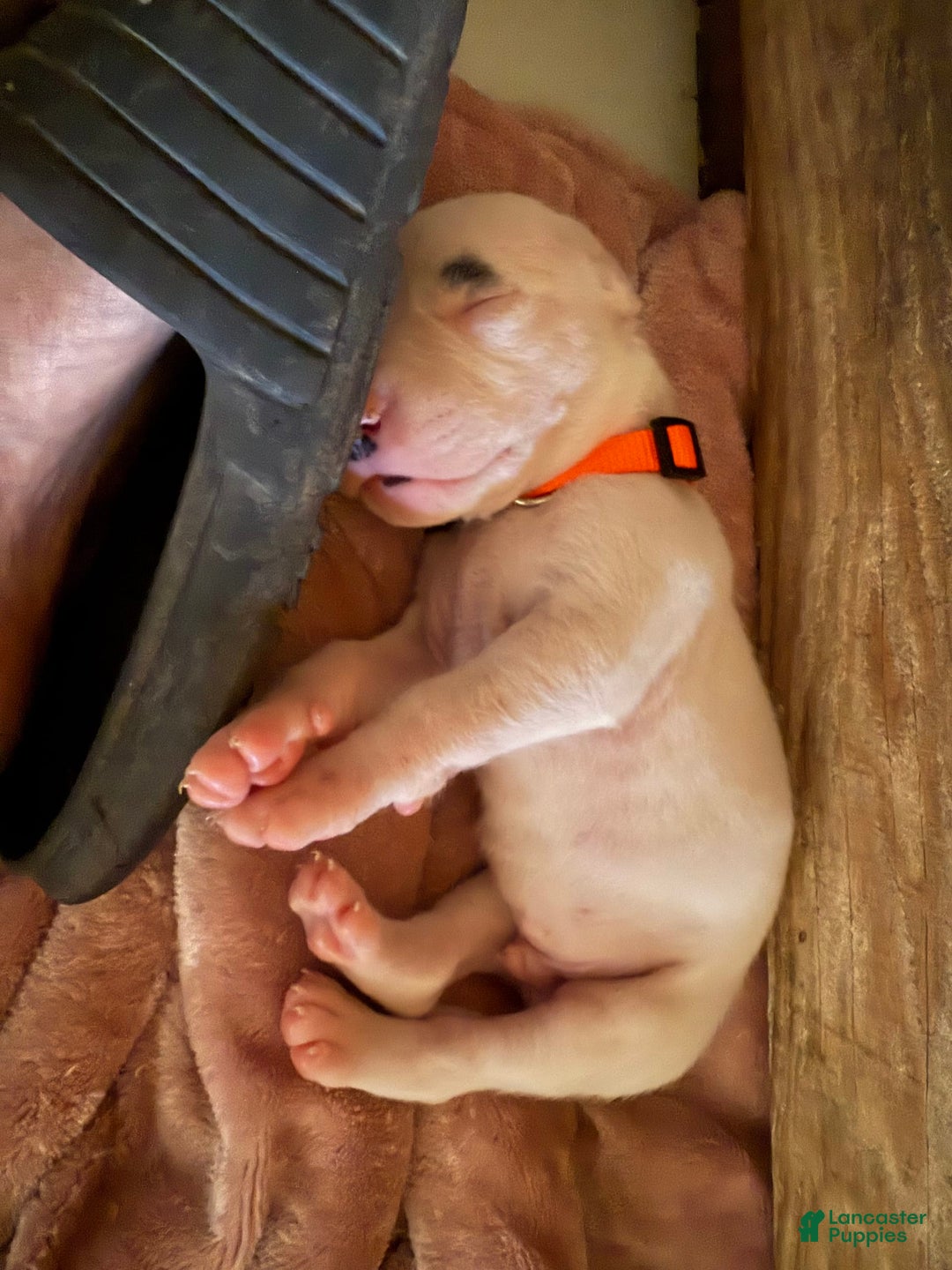 Dogo Argentino dogs for sale: M4 - Image 2