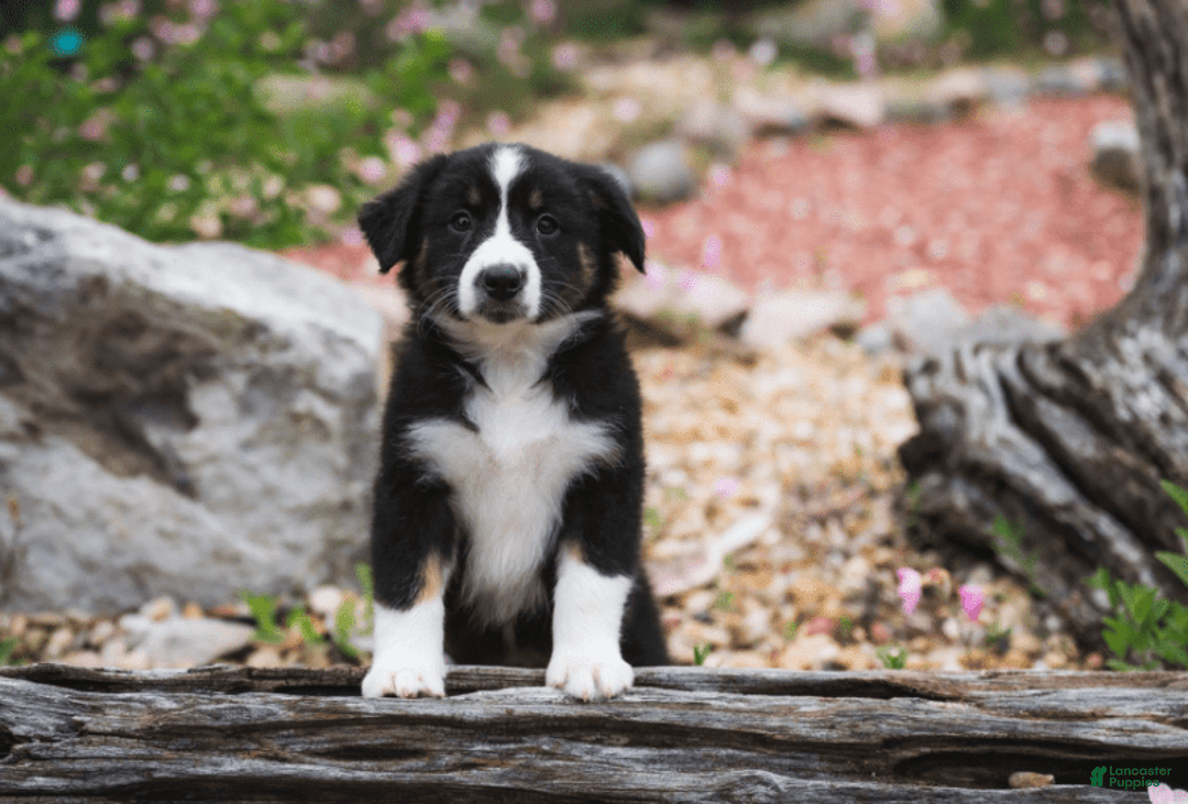 Australian Shepherd dogs for sale: Luna - Image 17