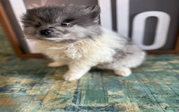 Pomeranian dogs for sale: Aaron - Image 9